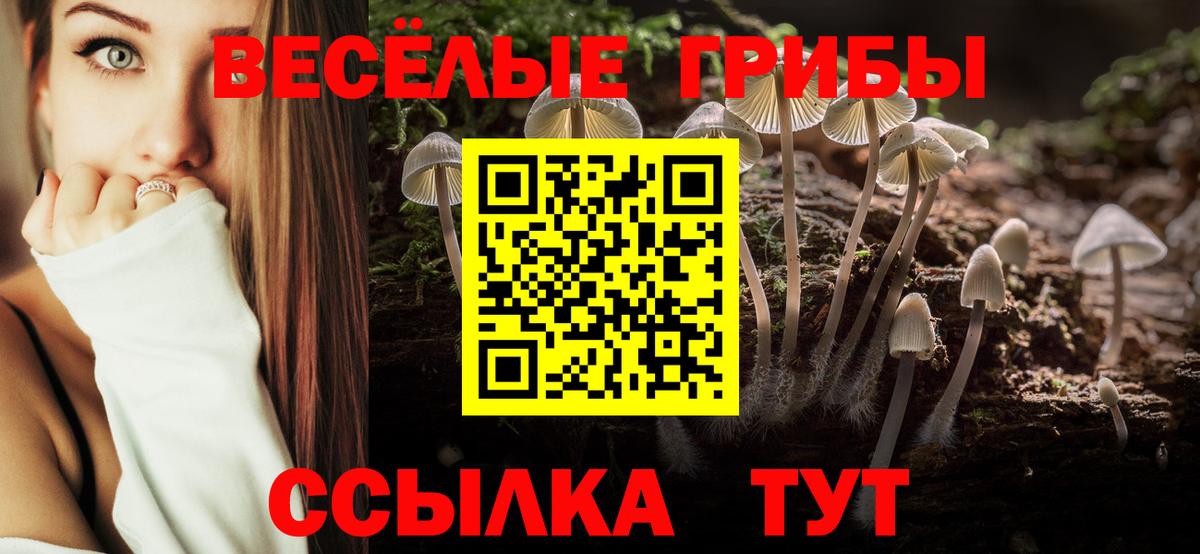Торжок  Псилоцибиновые грибы Psilocybine cubensis  Вход с VPN 
